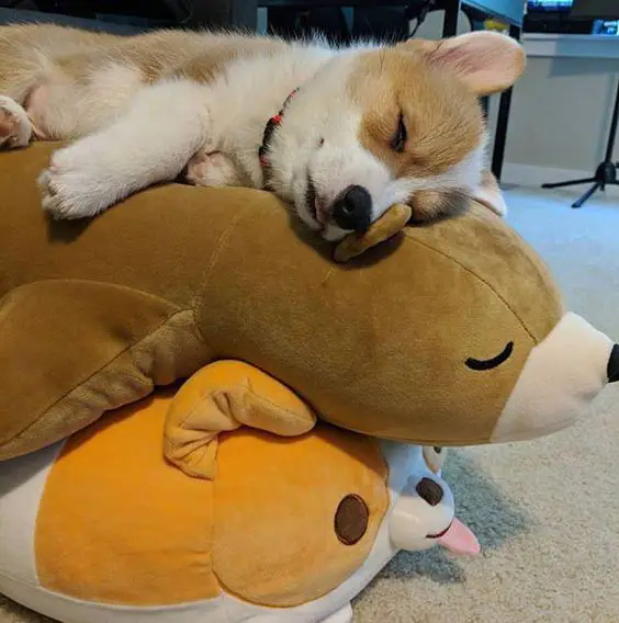 Corgi sleeping on top of its piled stuffed toys