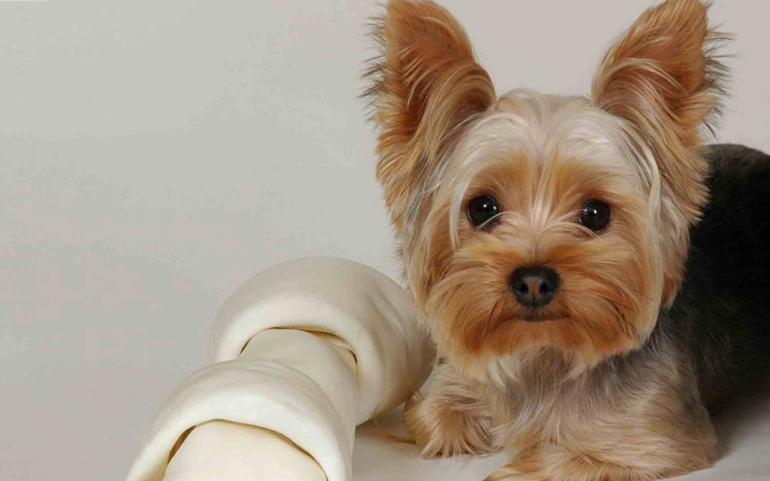 A Yorkshire Terrier lying on the couch