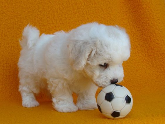Bichon Frise puppy playing with a ball