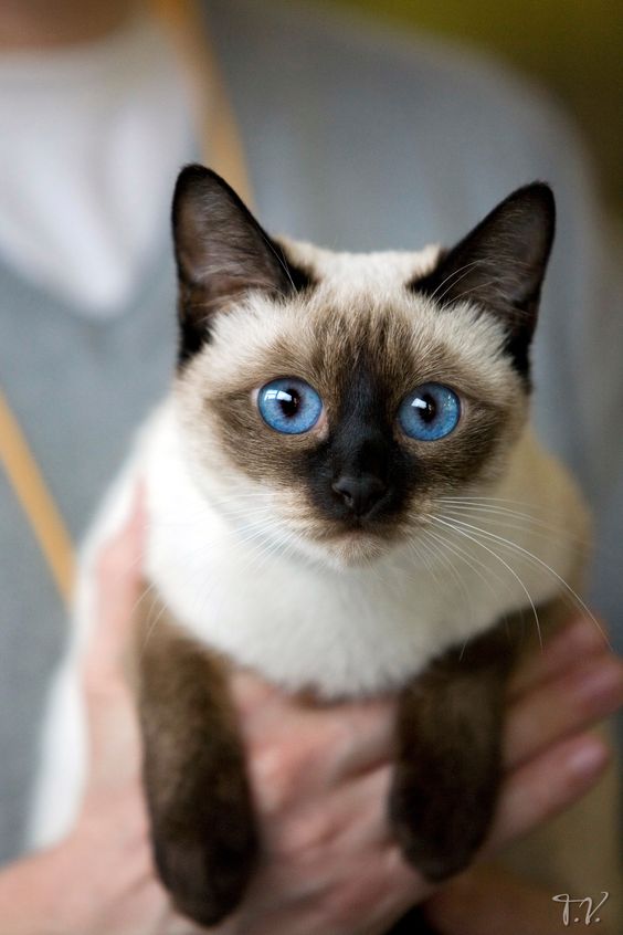 man holding a Siamese Cat