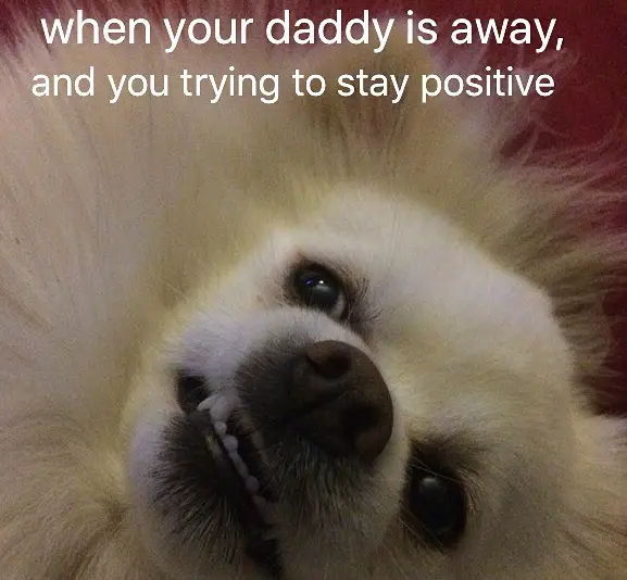 A Pomeranian lying on the bed with text -When your daddy is away and you trying to stay positive