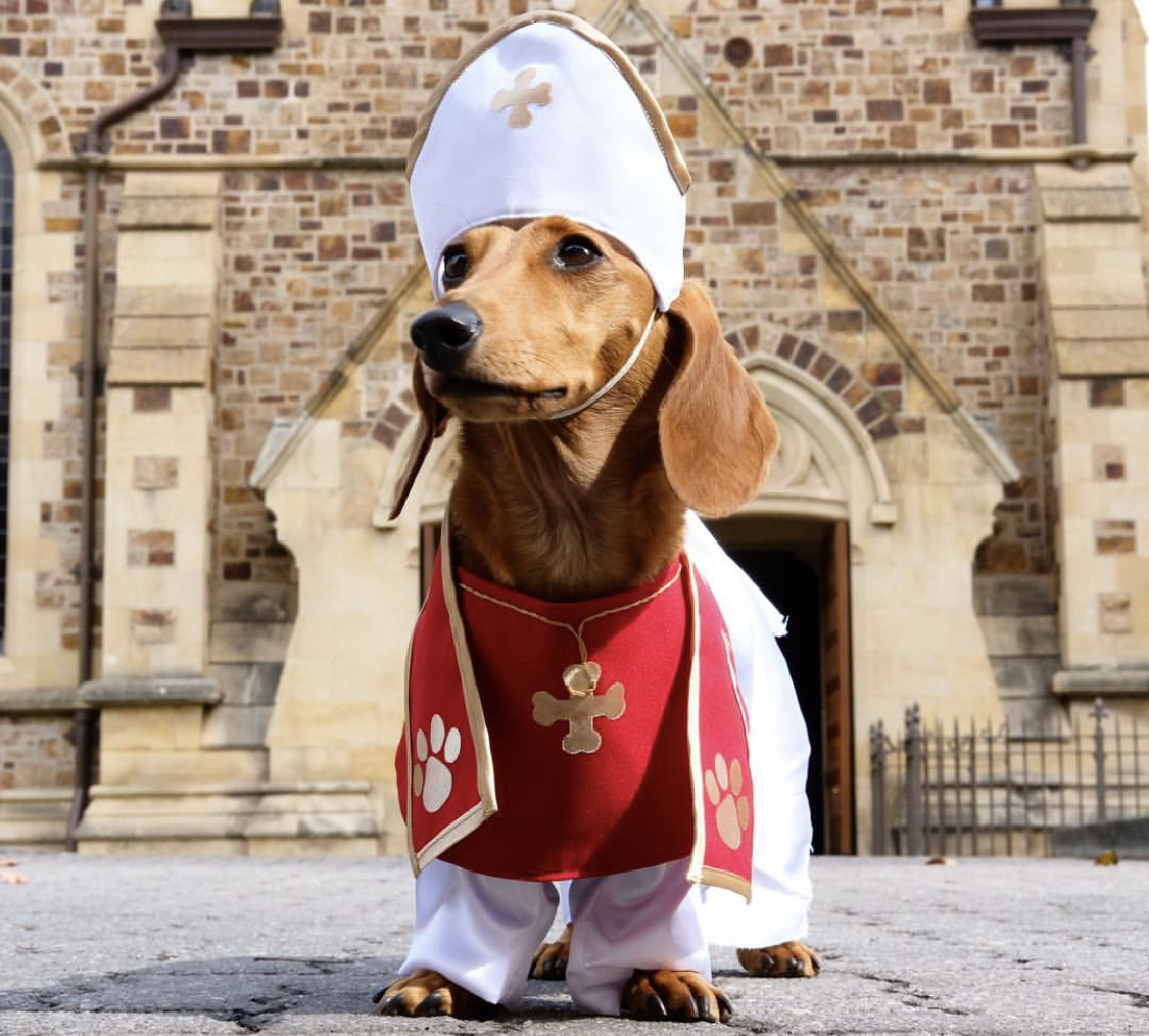 Dachshund in priest outfit