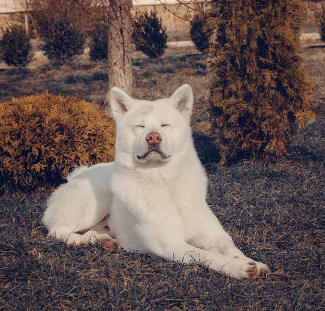 white Akita lying down in the yard while closing its eyes