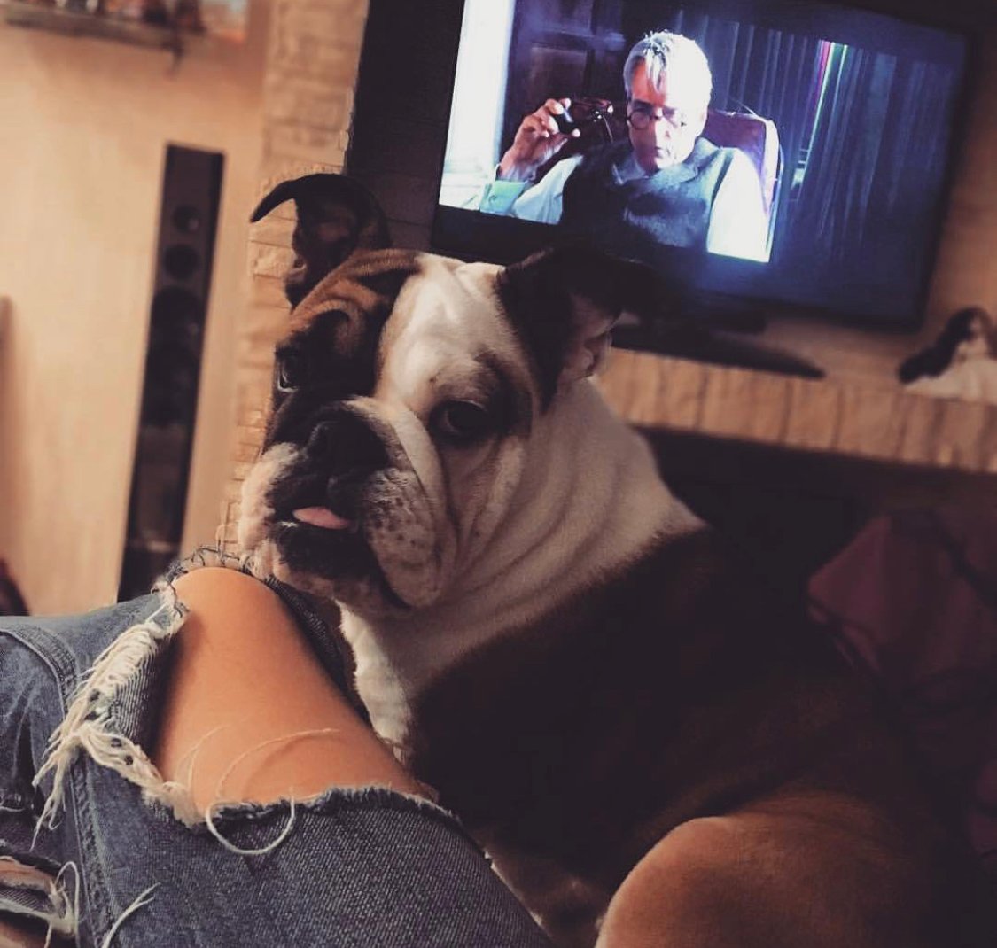 An English Bulldog sitting on the bed next to the legs of a woman lying on the bed