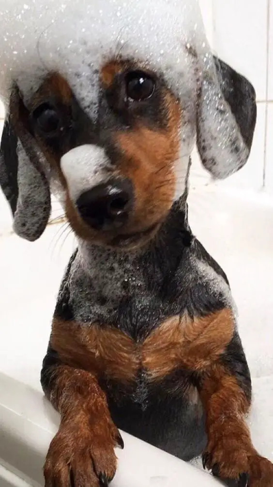 A Dachshund puppy inside the bathtub with foam bubbles on top of its head and all over its body