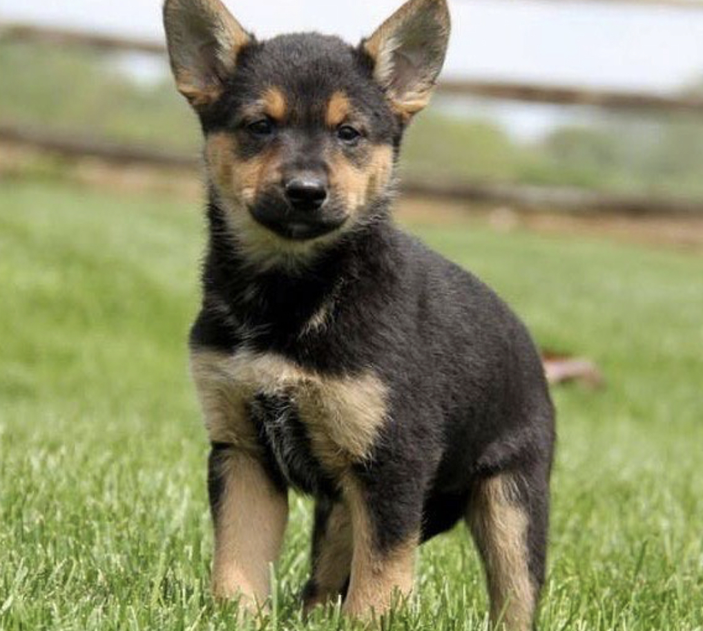 A German Shephuahua standing on the grass