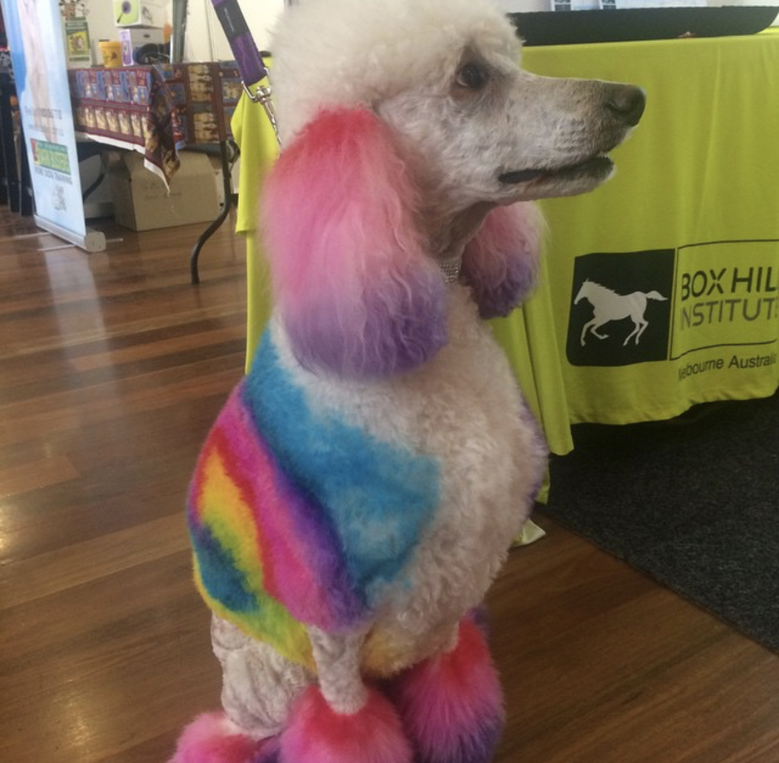 A white Poodle with colorful back fur color and with red, pink, and purple ears and legs while sitting on the floor