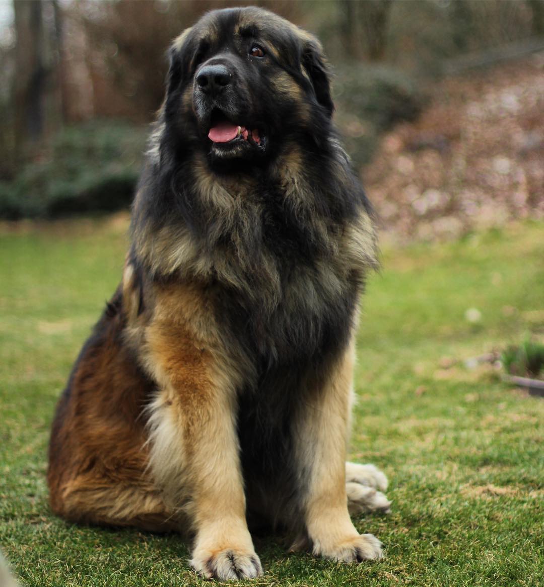 A Leonberger sitting on the grass