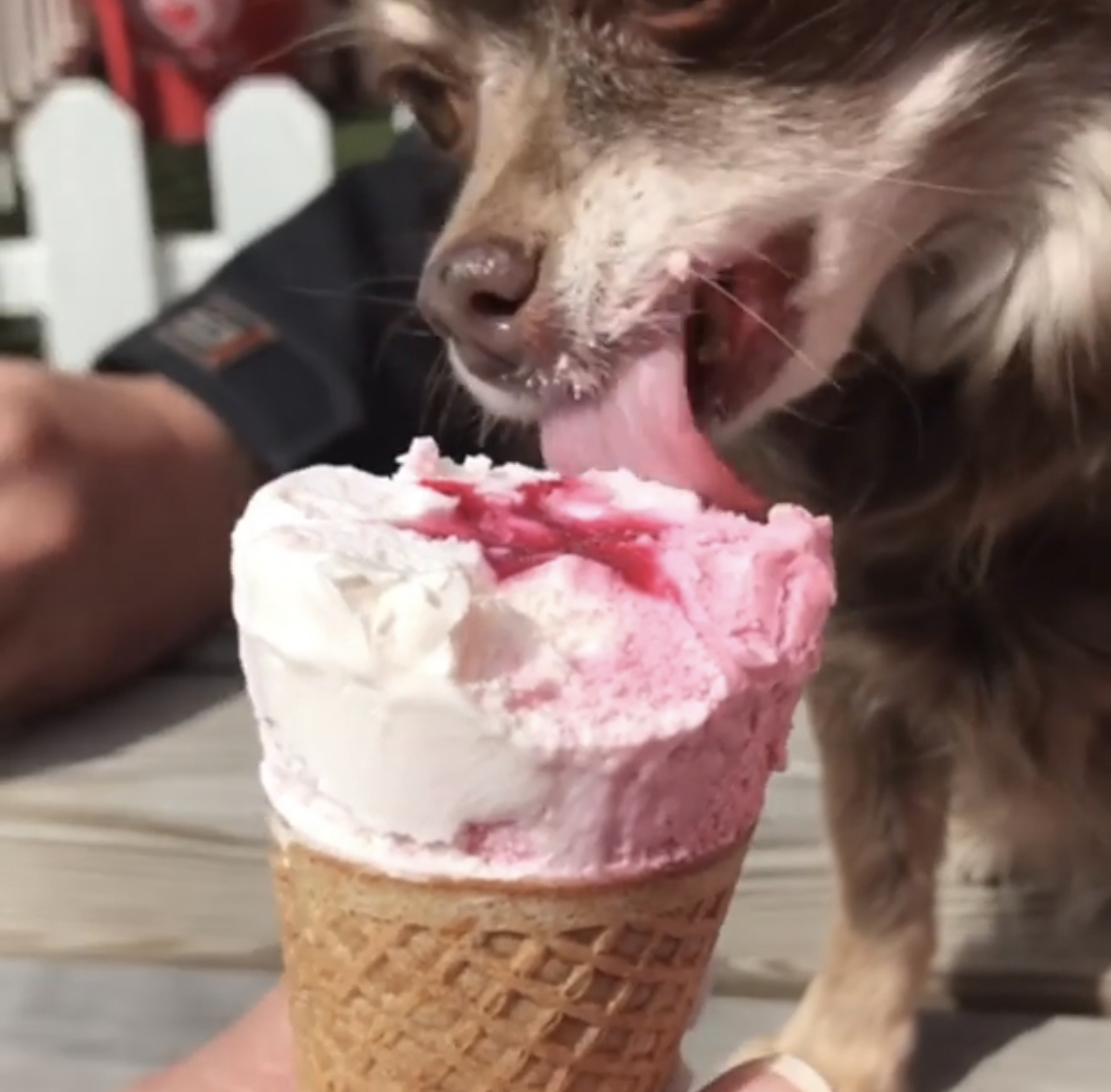 A Chihuahua licking an icecream in a cone