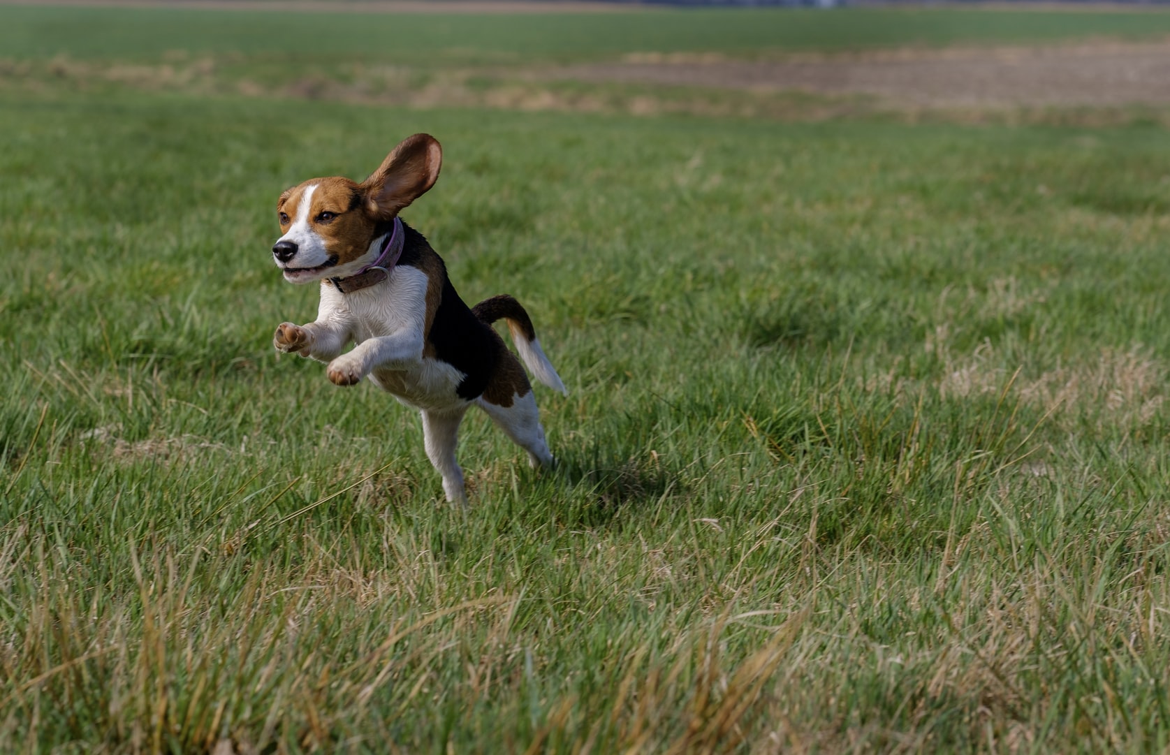 A Beagle running in the field of grass