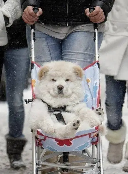 A Chow Chow sitting in a stroller