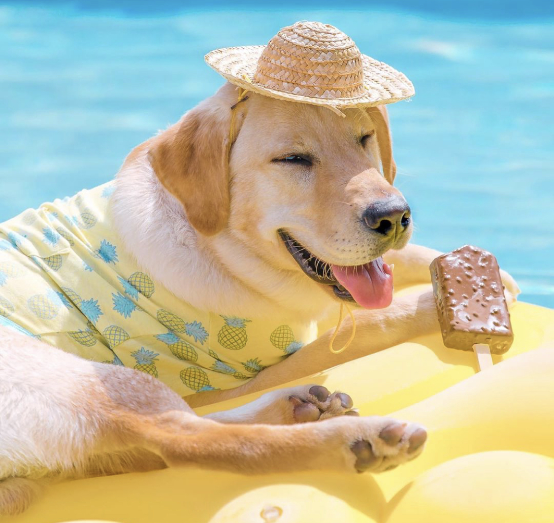 A Labrador Retriever in its summer outfit while lying on top of the floatie with an ice cream while floating in the pool