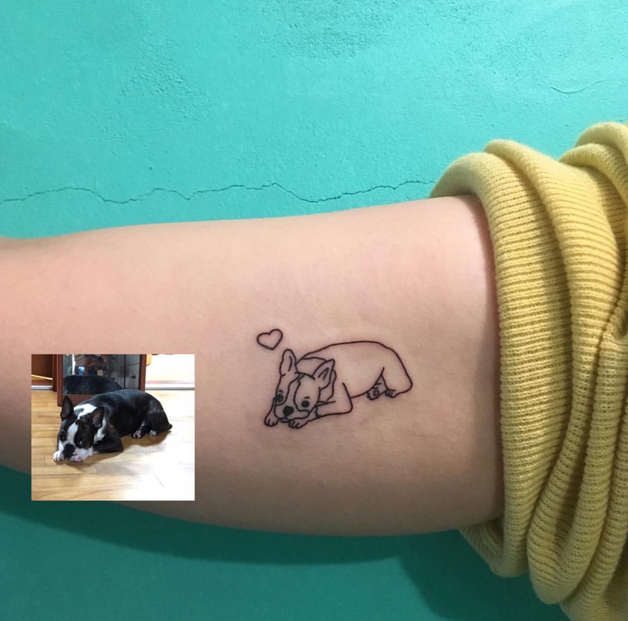 outline of a lying down Boston Terrier tattoo on the biceps