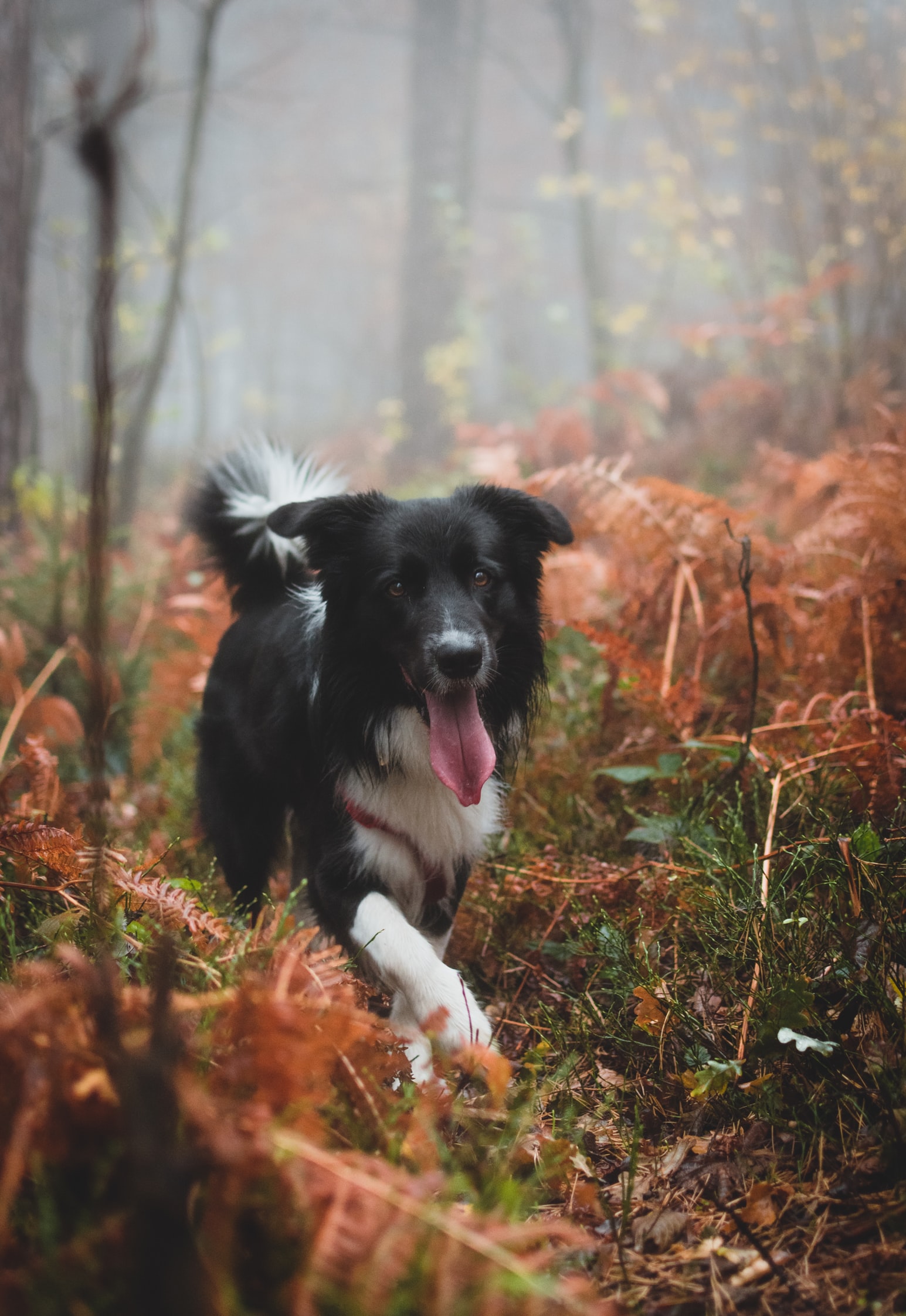 A Border Collie walking in the forest