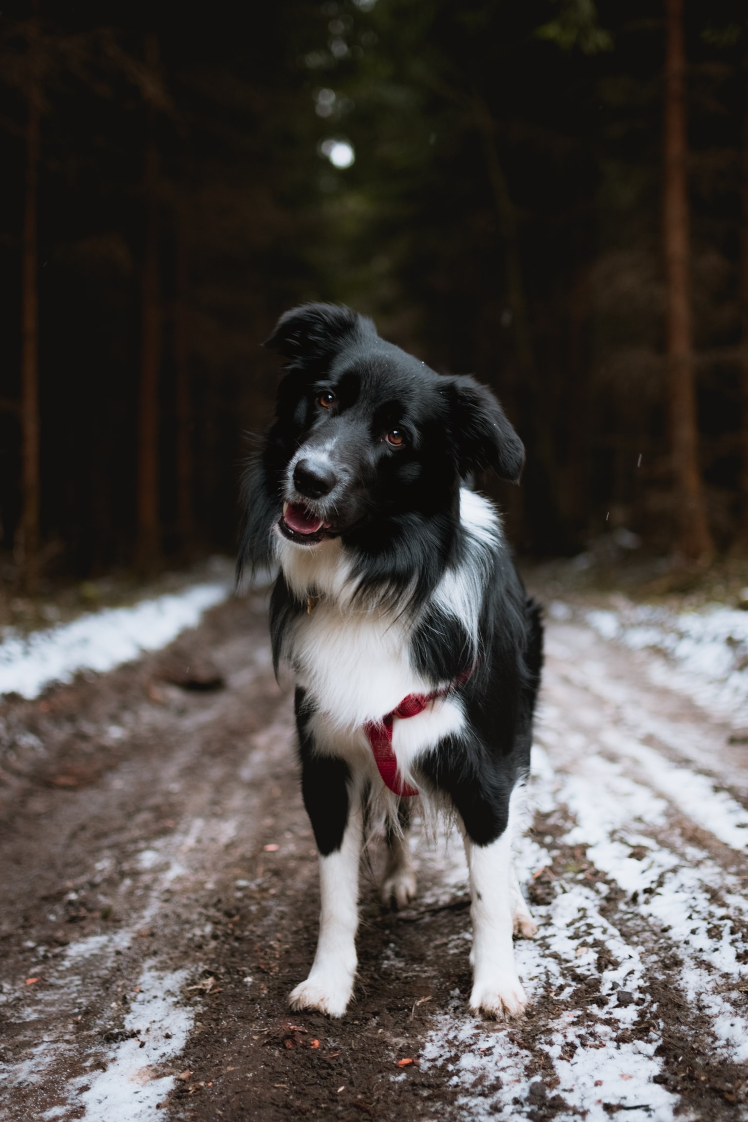 A Border Collie standing on the road while tilting its head
