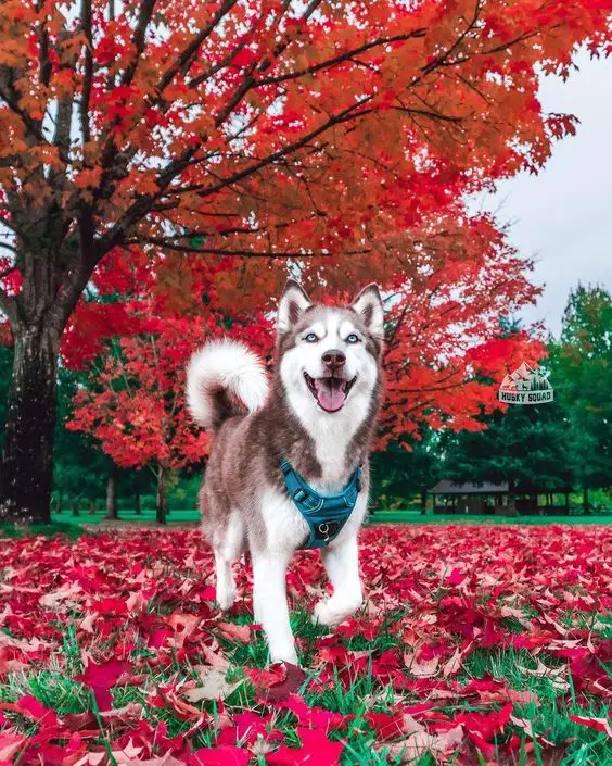 red Husky standing on the grass with fallen red maple leaves in front of the maple tree at the park