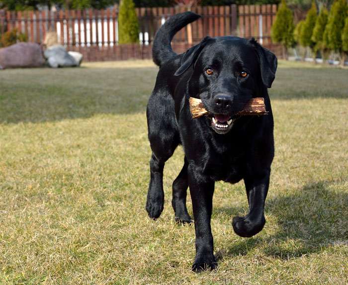 A black Labrador Retriever running in the yard while holding something with its mouth