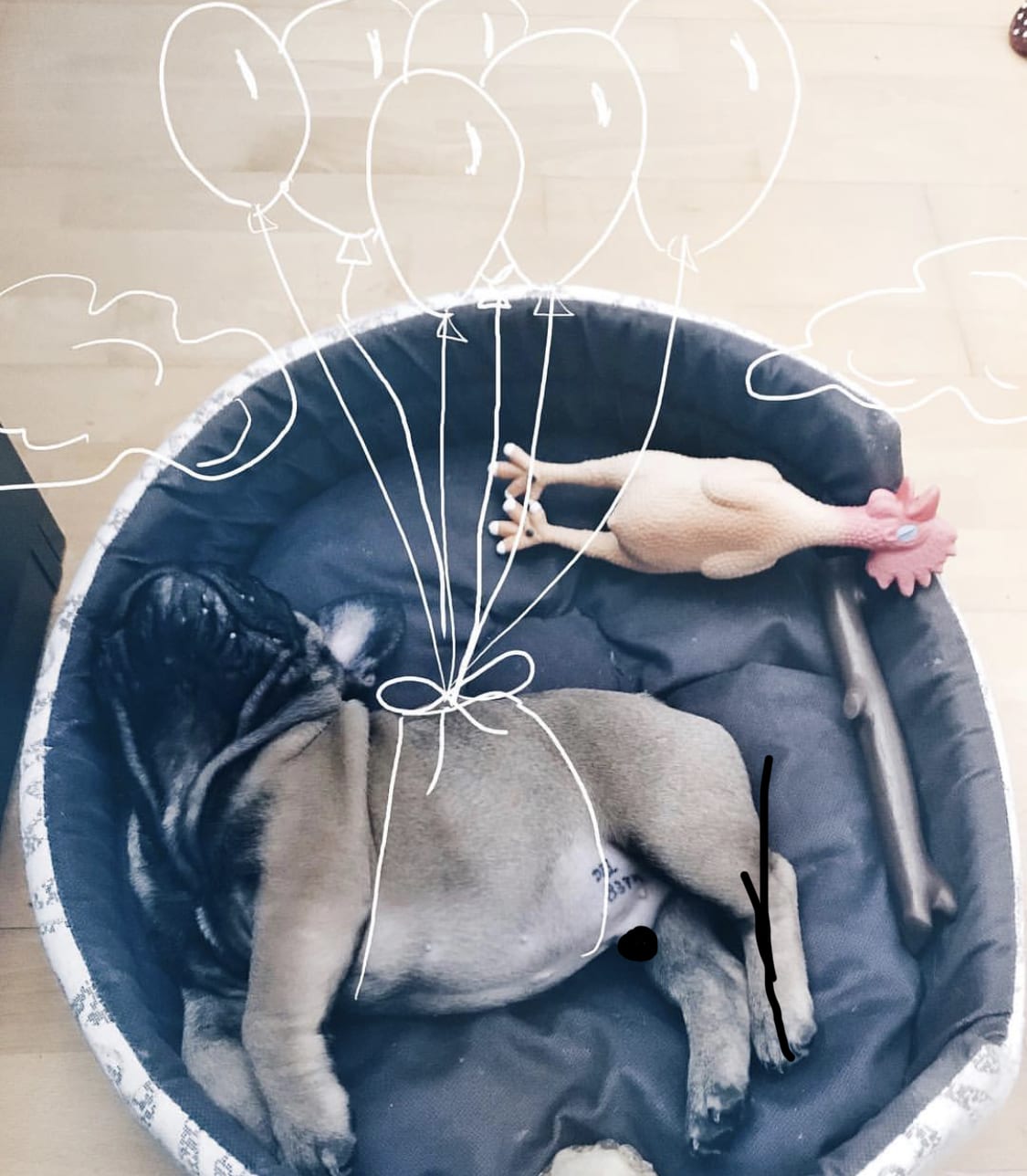 A French Bulldog sleeping on its bed photo doodled it with its body wrapped with balloon ties and with clouds beside it