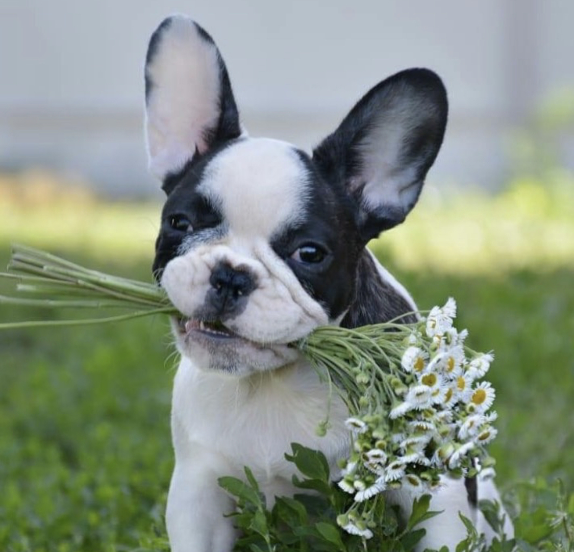  French Bulldog puppy with a bunch of harvested chamomile flowers in its mouth while standing in the yard