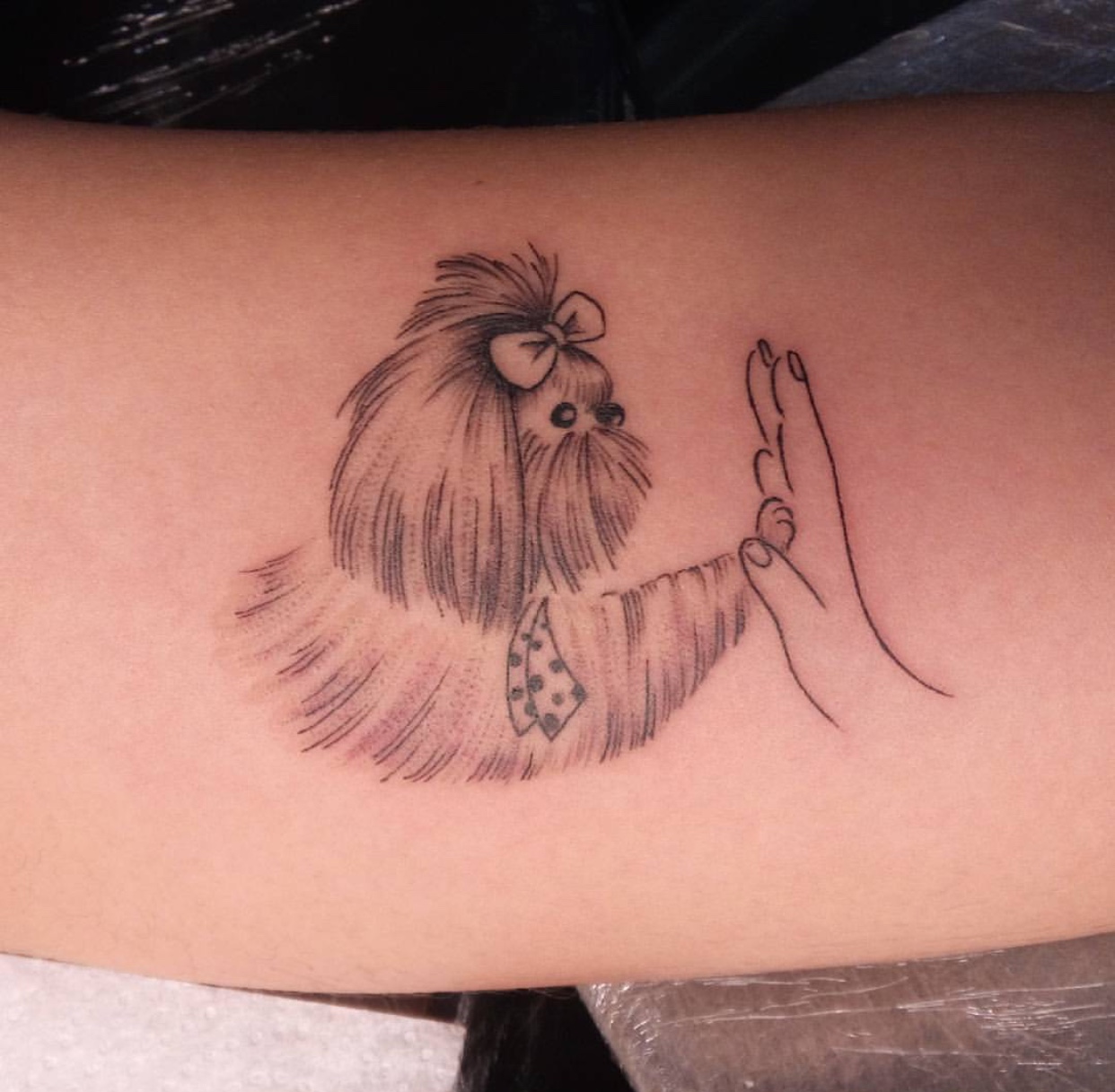 Shih Tzu giving a paw on a hand tattoo