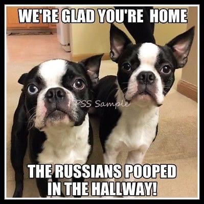 Boston Terrier Memes with a text 