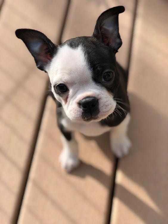 15 Things Only Boston Terrier Owners Would Understand