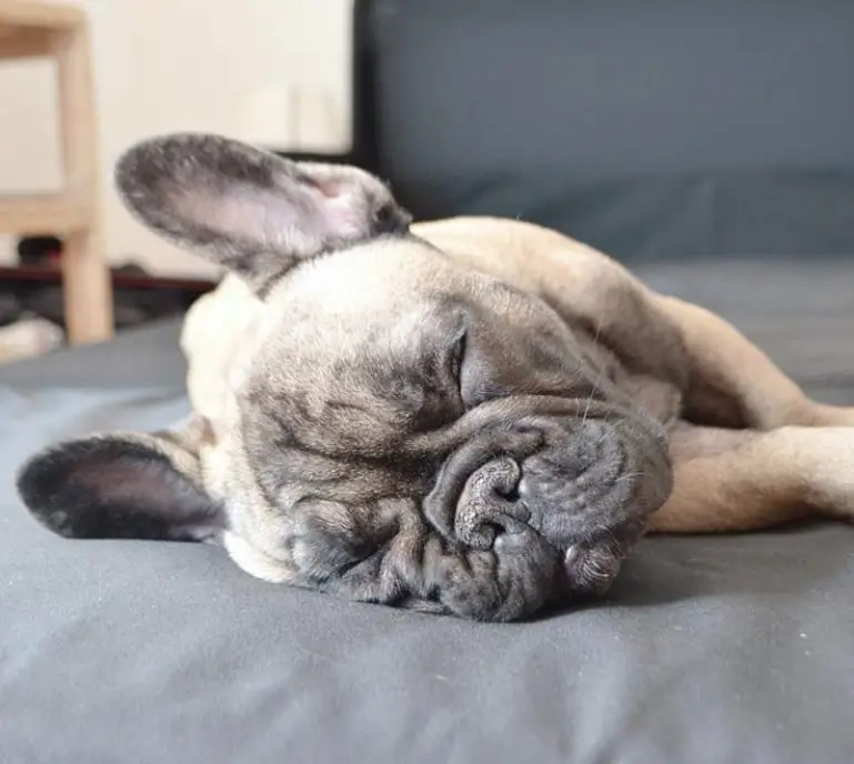A French Bulldog sleeping soundly on the couch
