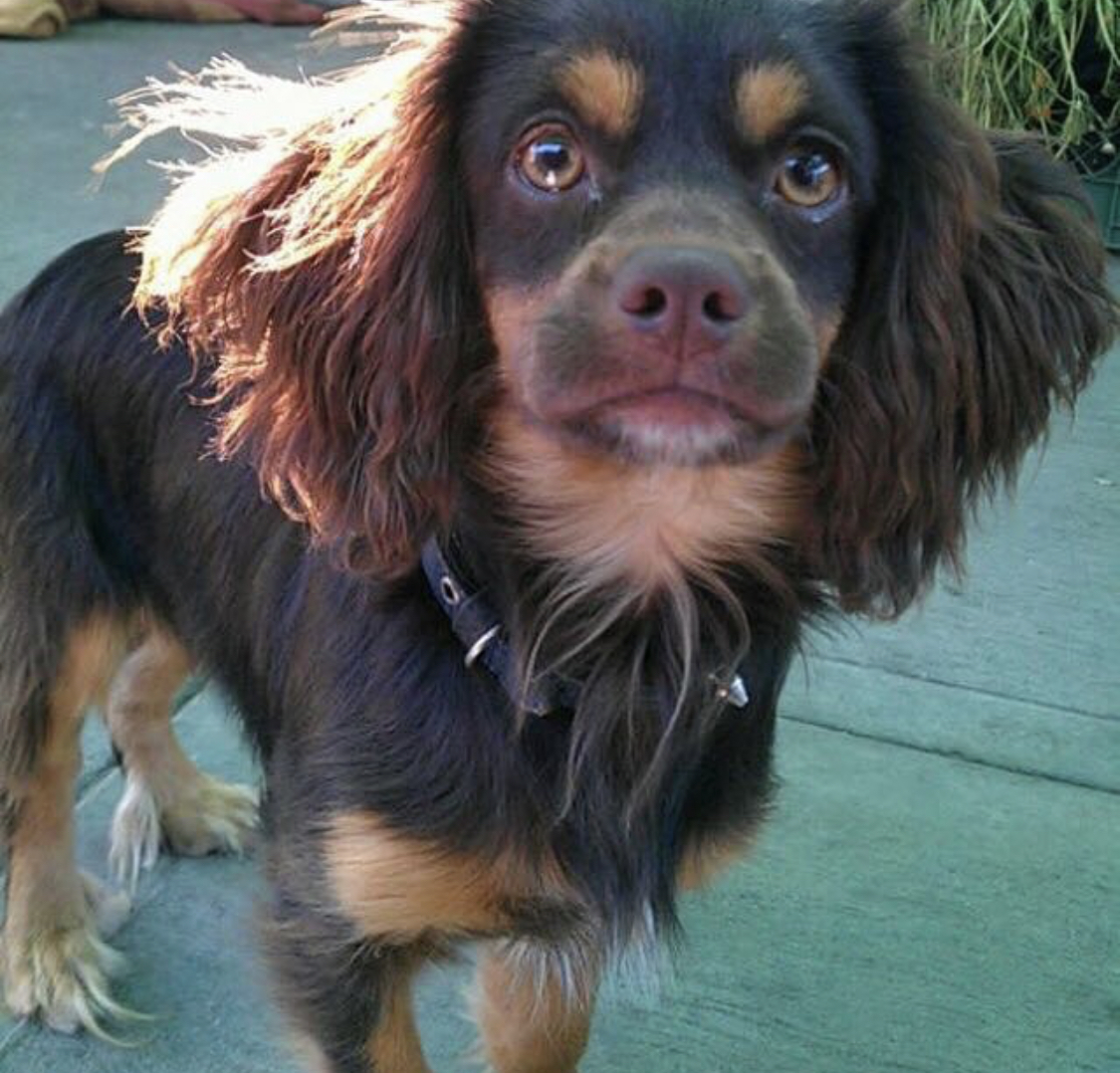 Chi Spaniel looking up with its sad eyes