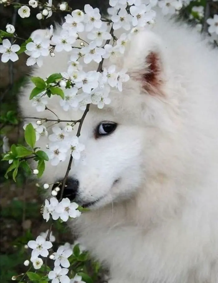 Một chú chó Samoyed lấp ló sau những bông hoa trắng trong vườn