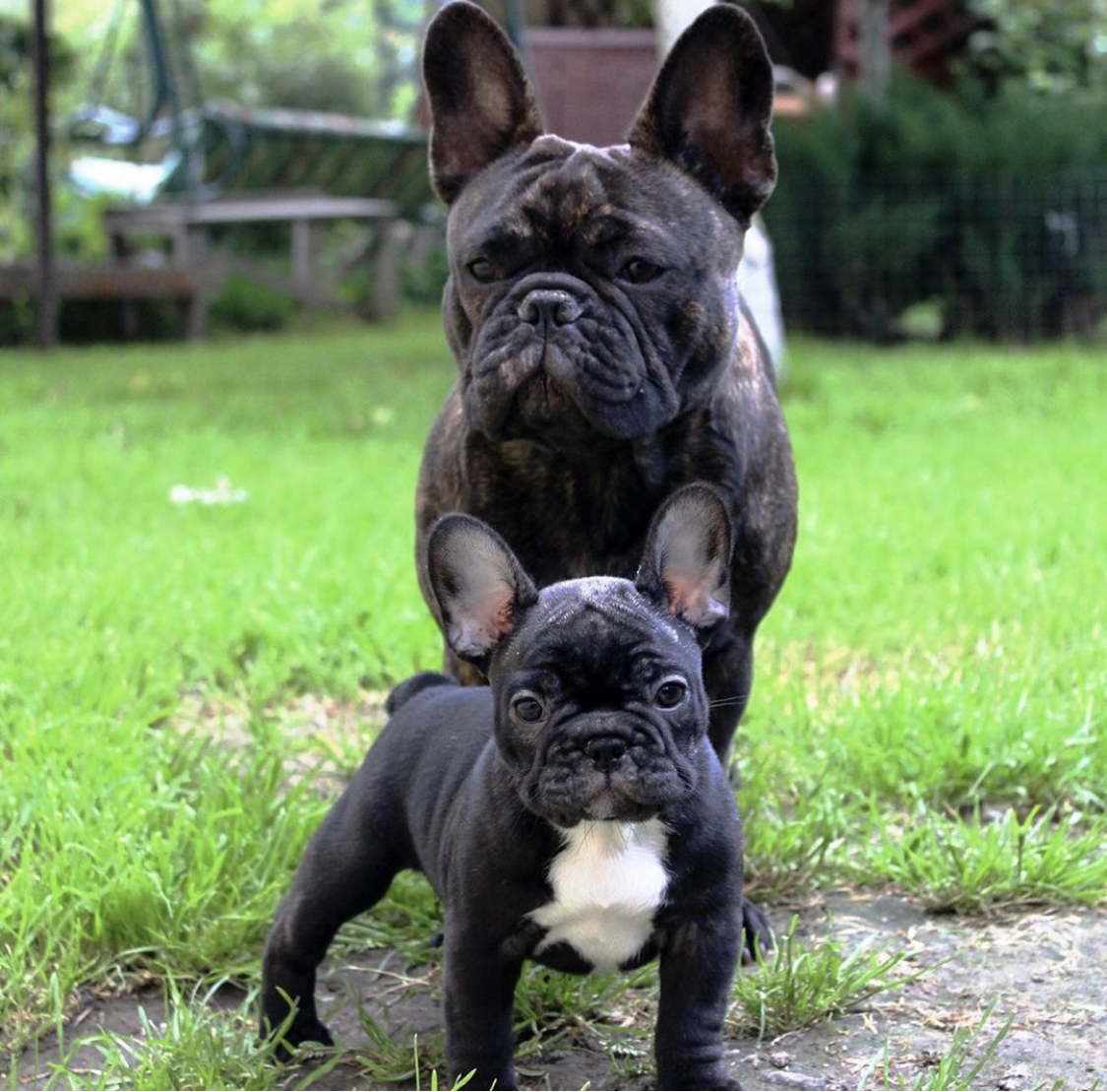 adult French Bulldog standing in the yard with a French Bulldog puppy in front of him