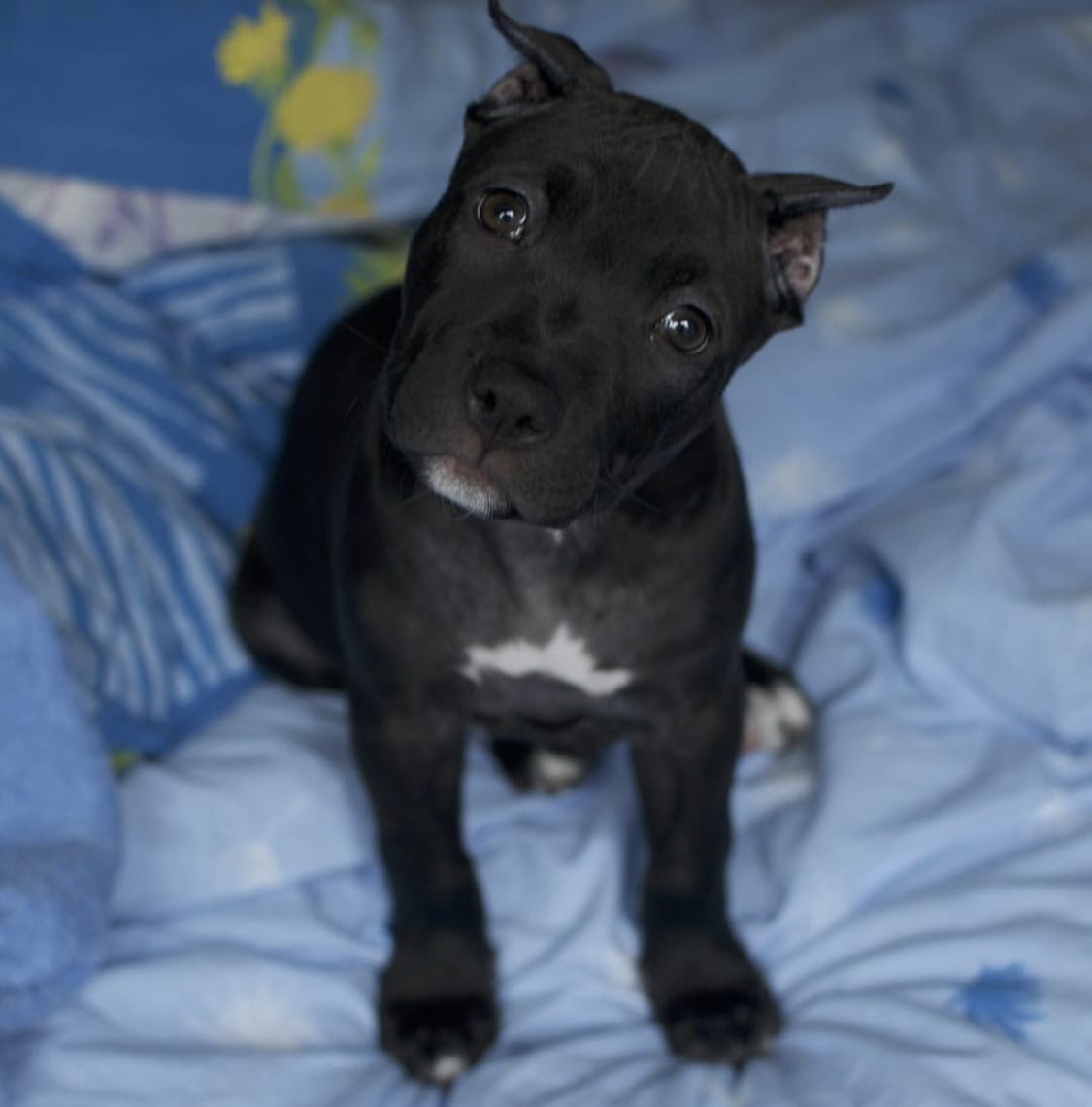 A black Pit Bull sitting on the bed while tilting its head
