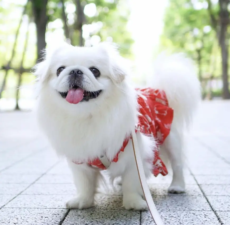 Pekingeses taking a walk at the park wearing a cute red dress