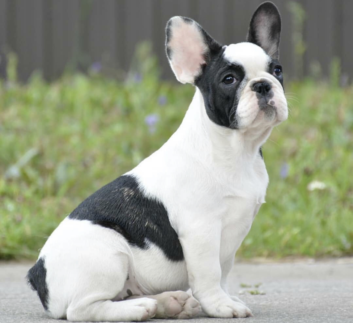 French Bulldog sitting on the concrete in the yard