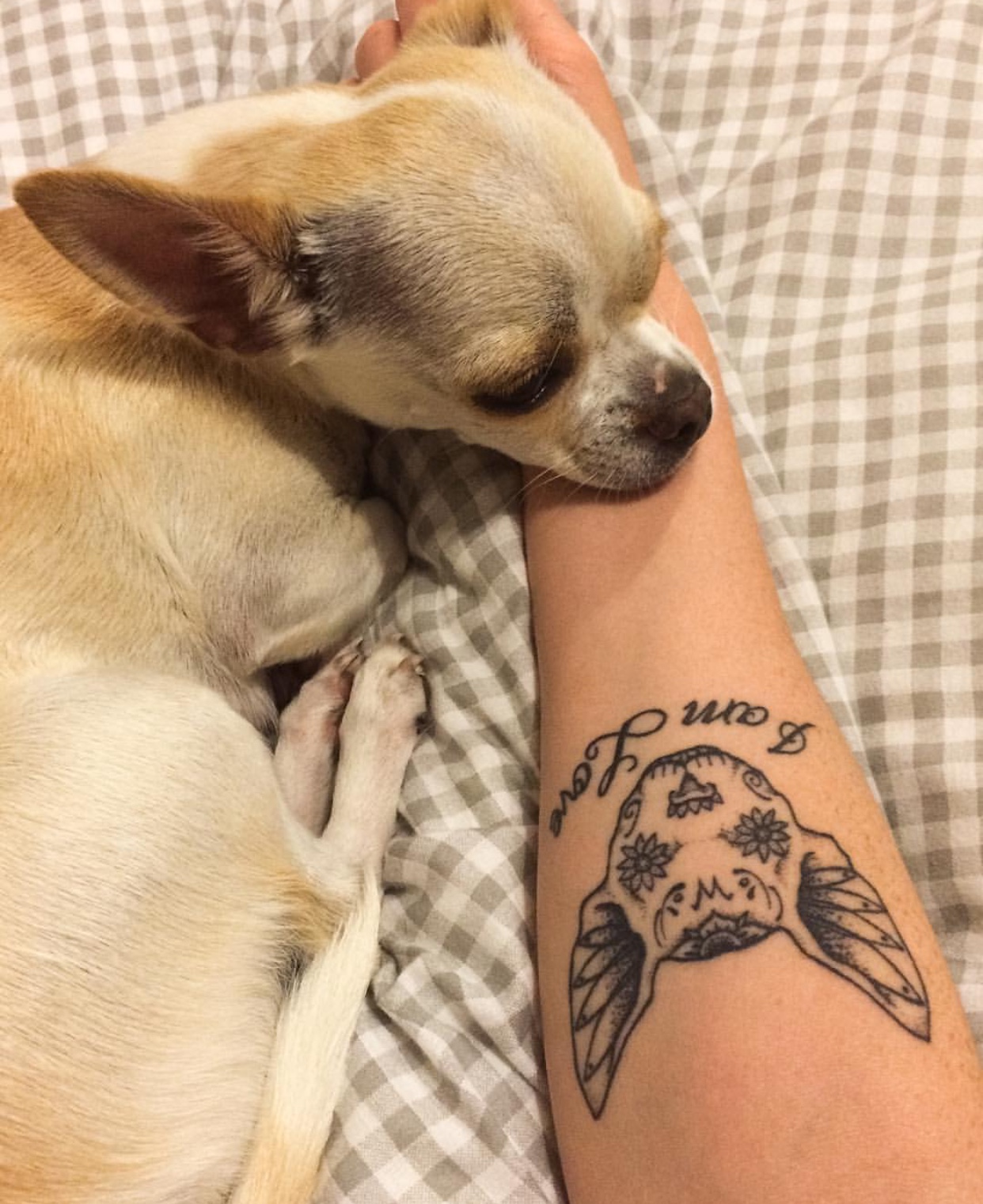 outlined face of Chihuahua with flower design tattoo on the forearm