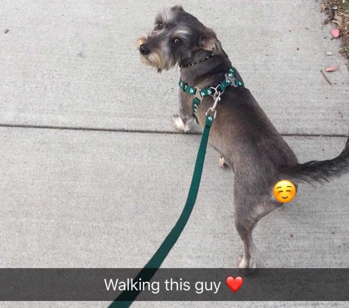 Dachnauzer taking a walk in the park