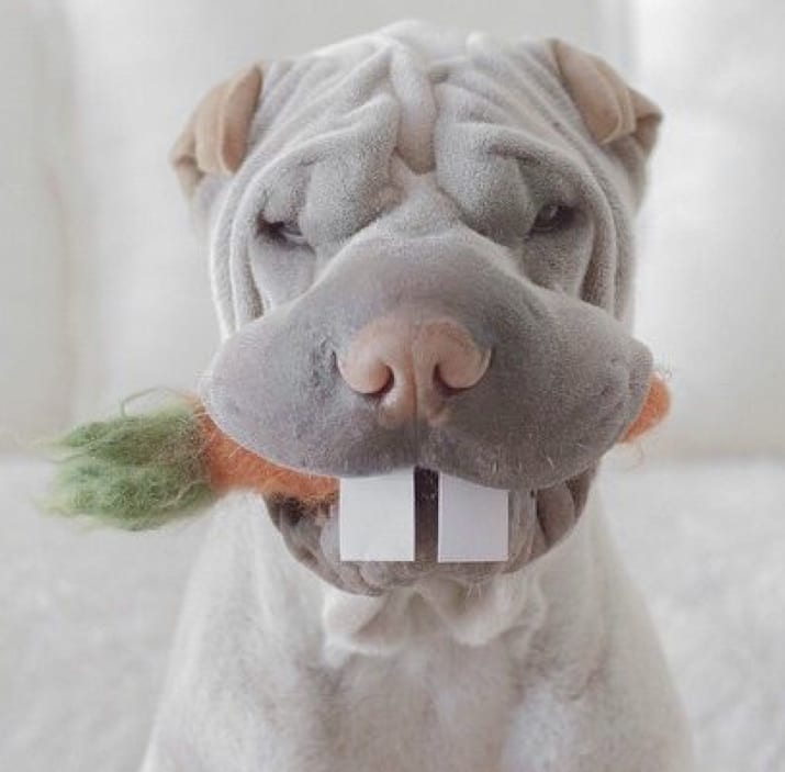 Shar Pei with bunny stuffed toy in its mouth