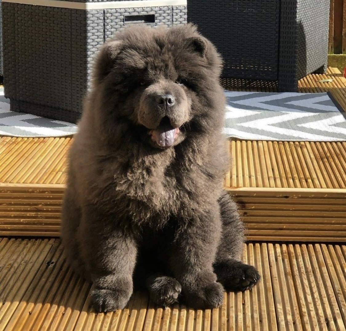 A Chow Chow sitting in the backyard patio while under the sun