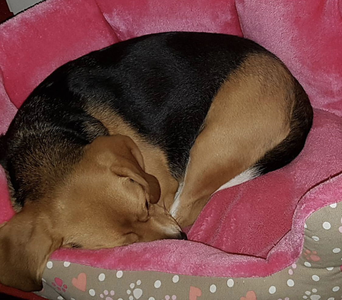 Beagle curled up sleeping in its pink velvet bed