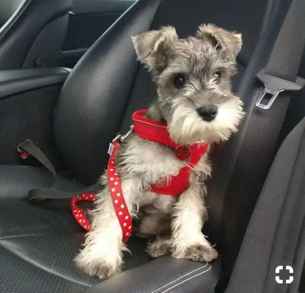 Schnauzer puppy in car waiting