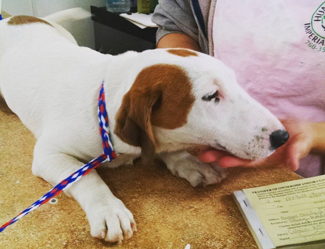 A Basset Hound Bull Terrier mix lying on top of the table with the vet behind him touching his face
