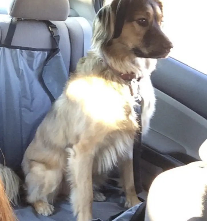 Husky Spaniel sitting in the backseat of the car beside the window