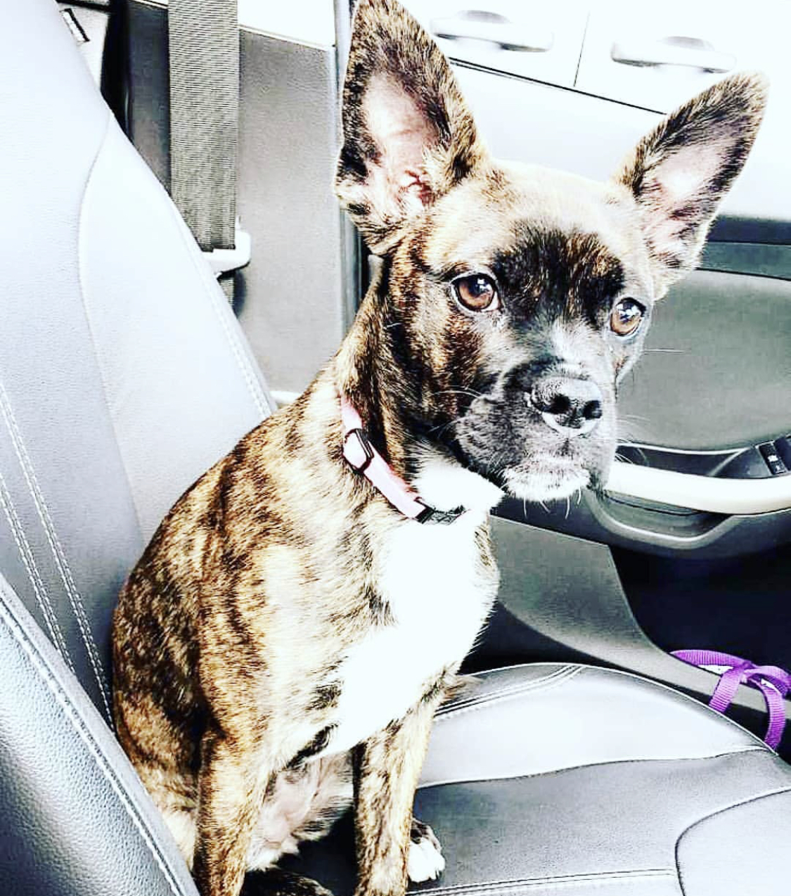 Boston Shepherd sitting in the passenger seat