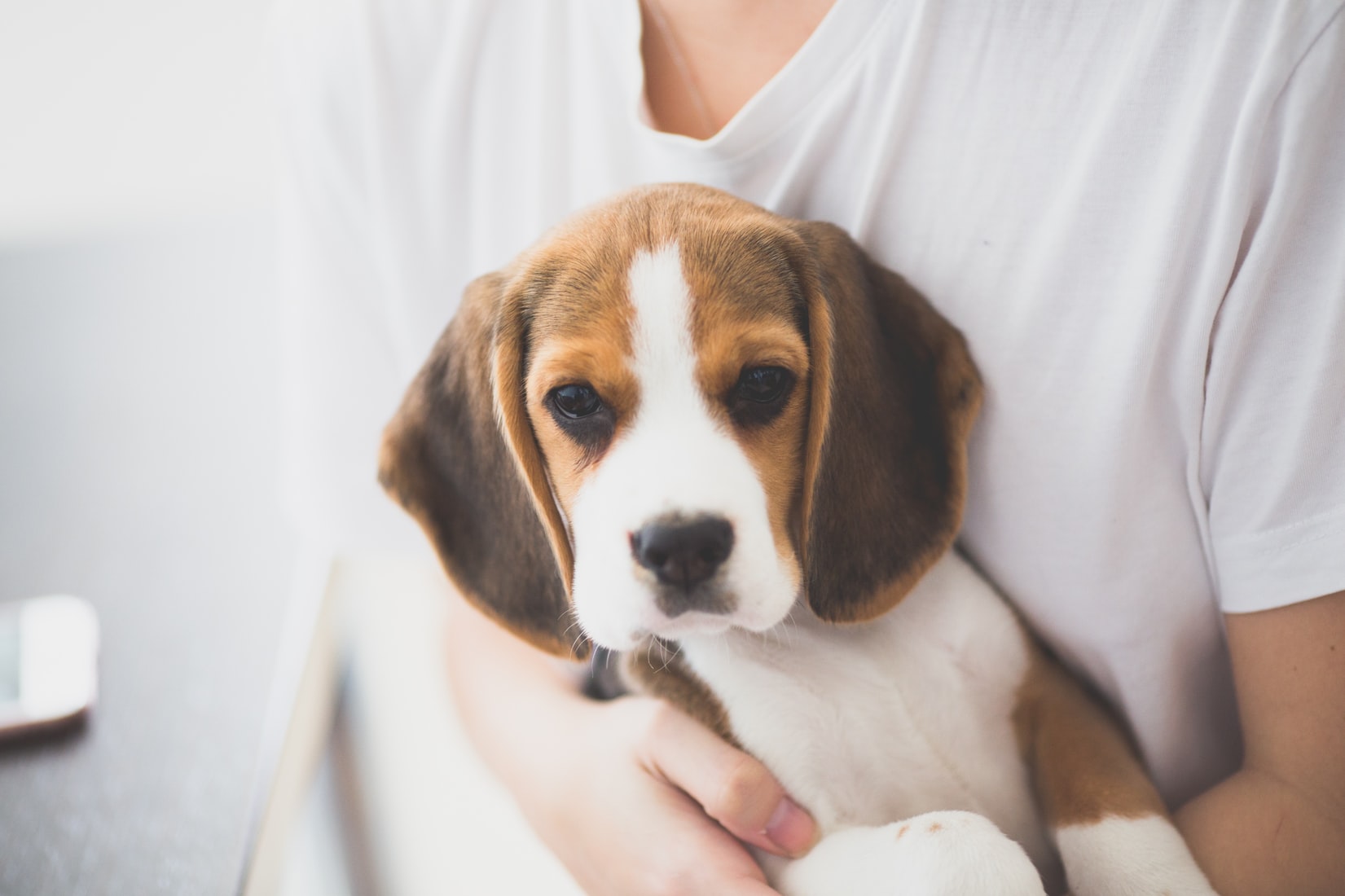 a person holding a Beagle puppy