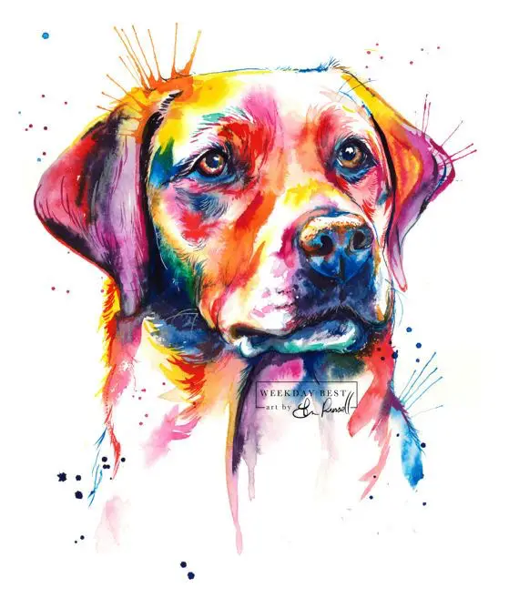 Labrador Retriever with splashes of yellow, purple, blue, orange, and red colors in a white background