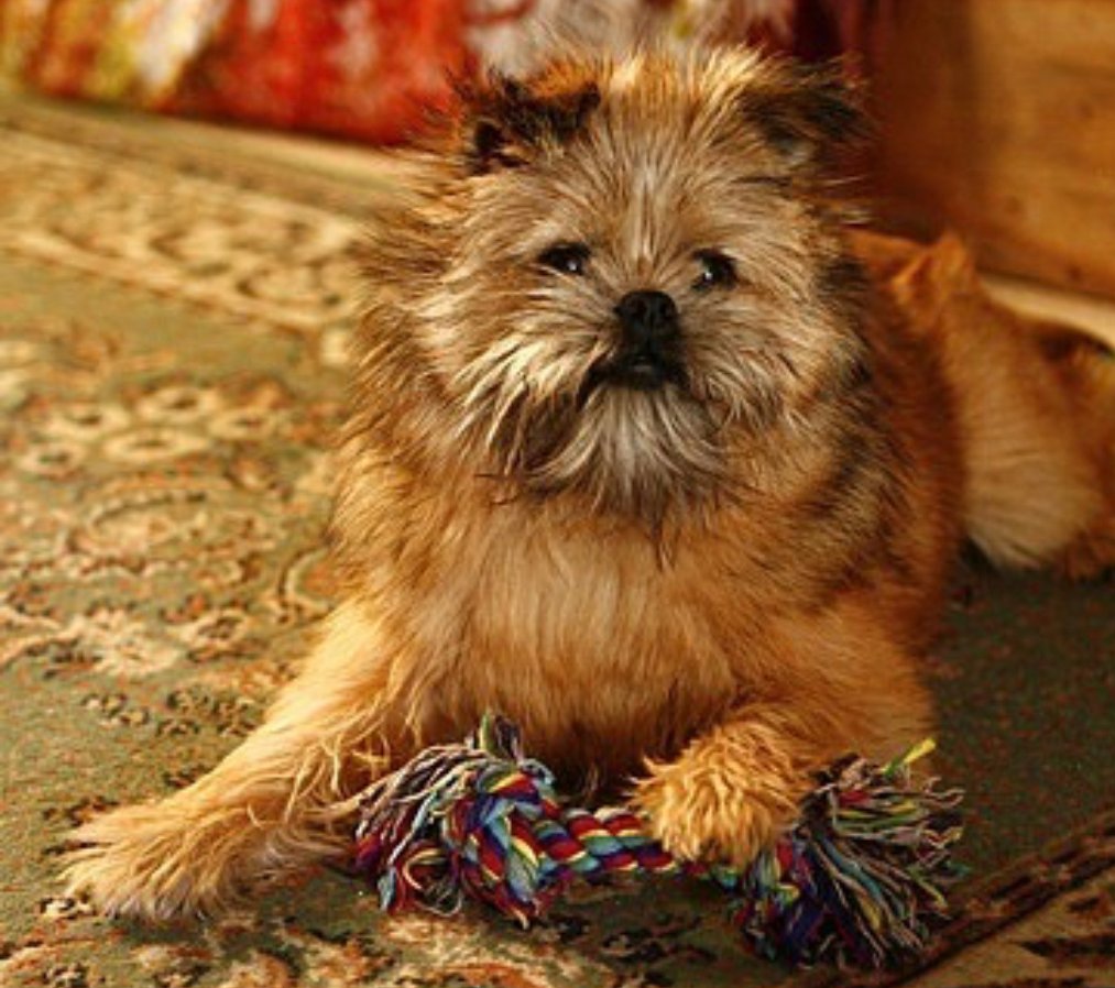 Pomeranian Griffon lying on the carpet with its tug toy