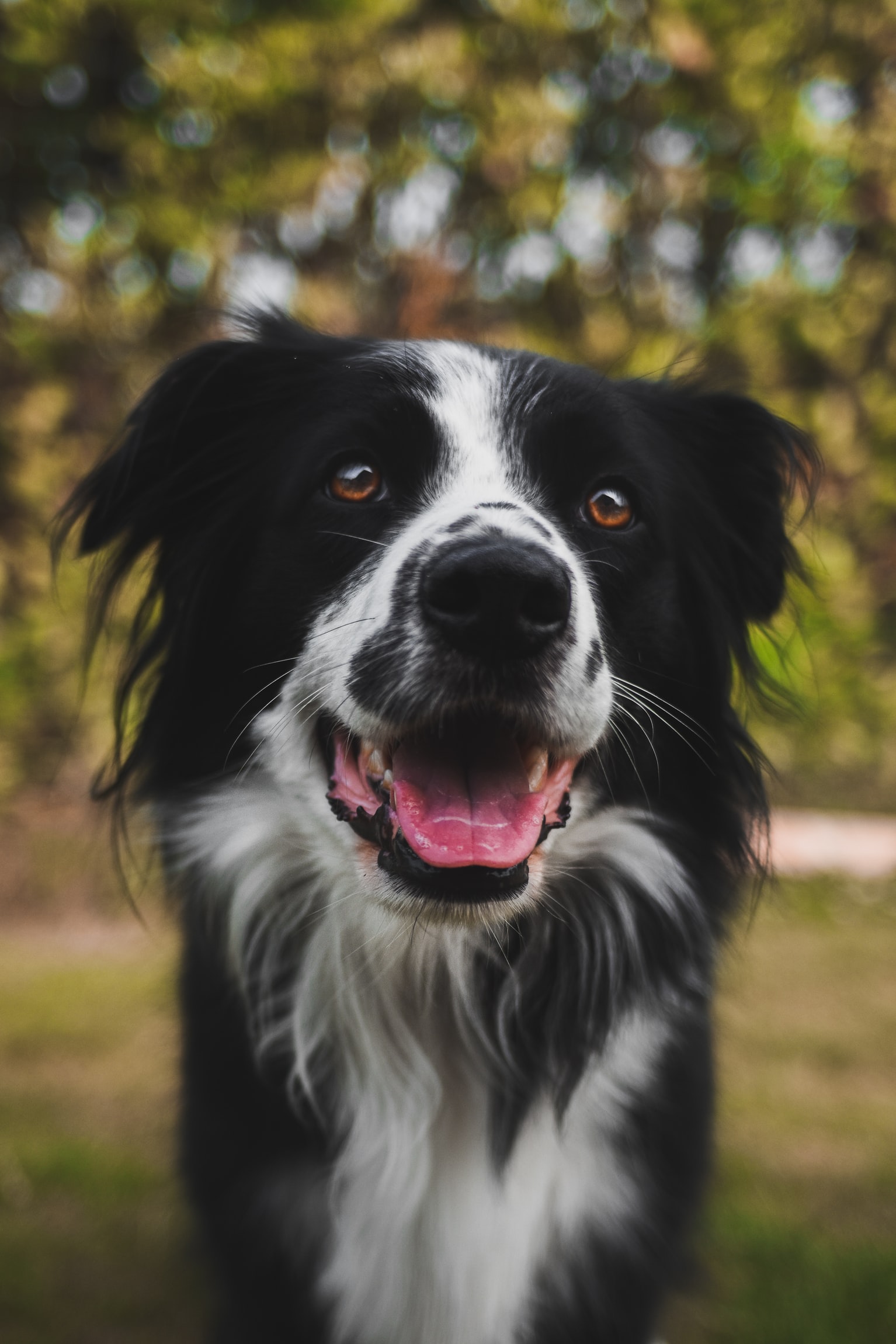 A happy Border Collie at the park