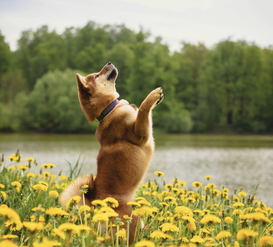 A Shiba Inu jumping in the field of yellow flowers
