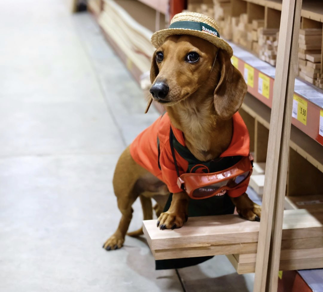 Dachshund beside the pile of woods wearing an orange uniform and a hat