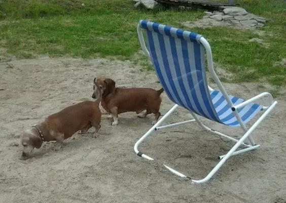 two Dachshunds walking in the sand