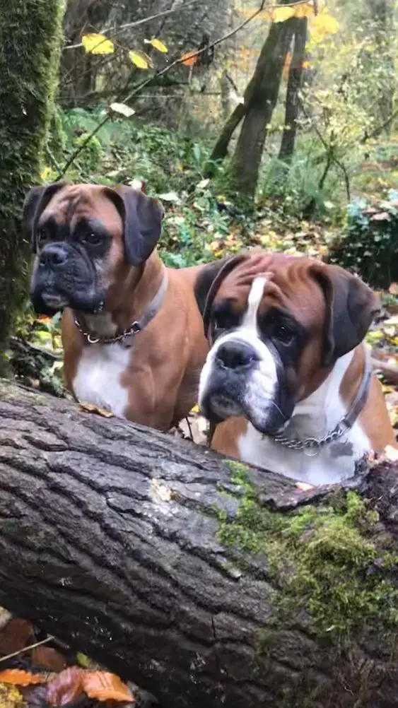 two Boxer Dog sitting behind the laid tree trunk in the forest